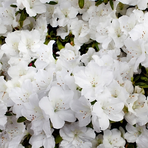 Azalea Deleware Valley White U